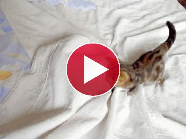 GIF: Qué bien se lo pasan estos gatos jugando al escondite entre las sábanas