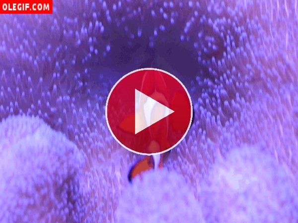 GIF: Este pez payaso mueve sus aletas sobre una anémona