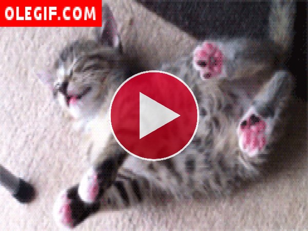 GIF: Este gatito se ha quedado dormido con las patas levantadas