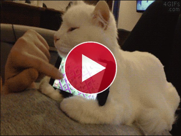 GIF: A este gato le utilizan de soporte para apoyar el móvil