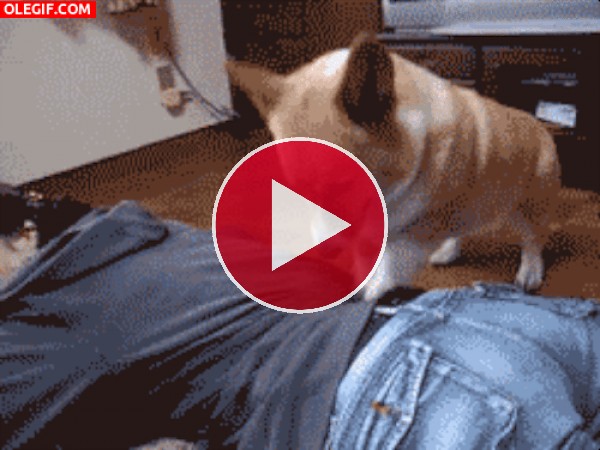GIF: ¡Un perro masajista!