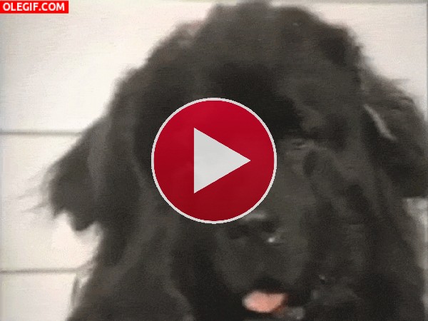 Este perro mueve las orejas a la vez que saca la lengua