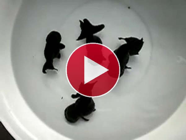 GIF: Peces negros moviéndose en una pecera