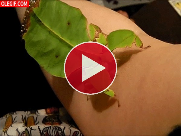 Qué curioso es tener a un insecto hoja sobre el brazo