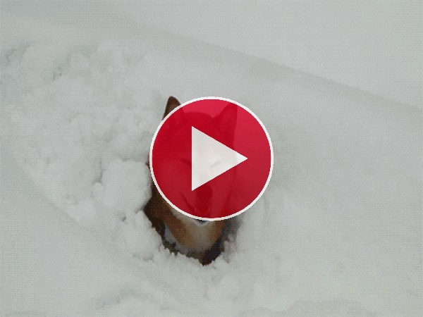 Este perro rescata su pelota de entre la nieve