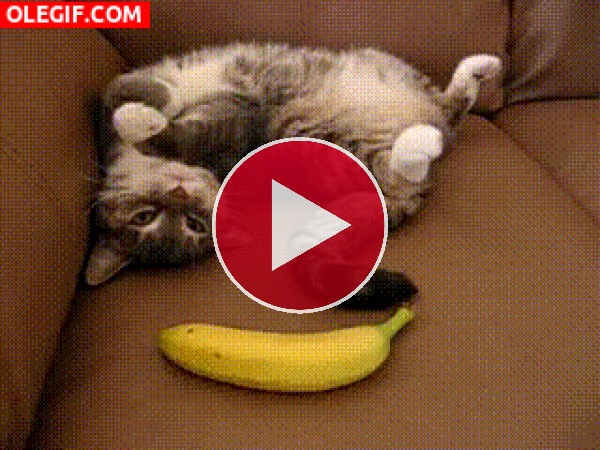 GIF: Menudo susto se lleva el gato al ver la banana