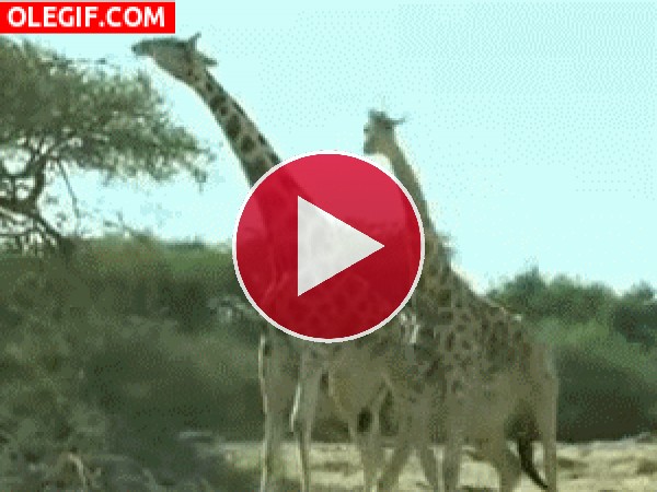 GIF: Pelea de jirafas
