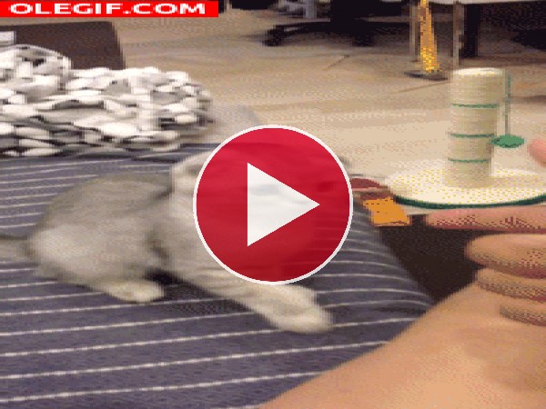 GIF: Gato cayendo del sofá