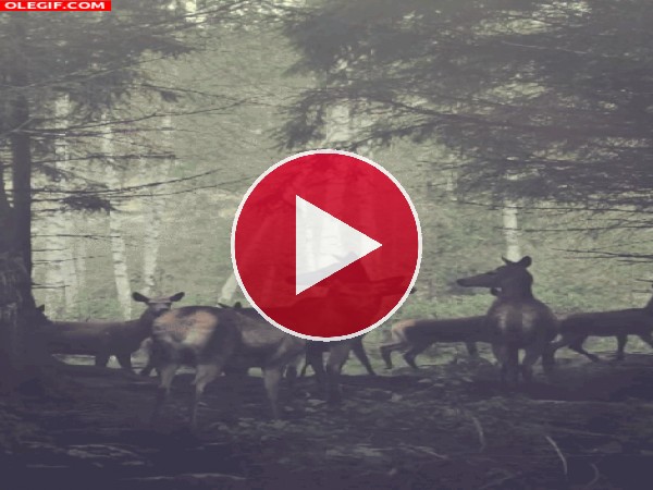 GIF: Ciervos vigilando el bosque