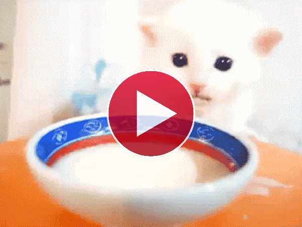 GIF: A este gatito le encanta la leche