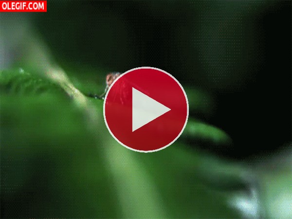 GIF: Oruga carnívora camuflada atrapando a una mosca