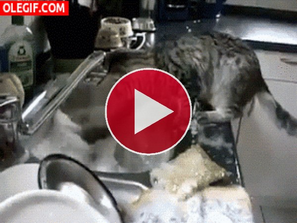 A este gato le encanta fregar los platos