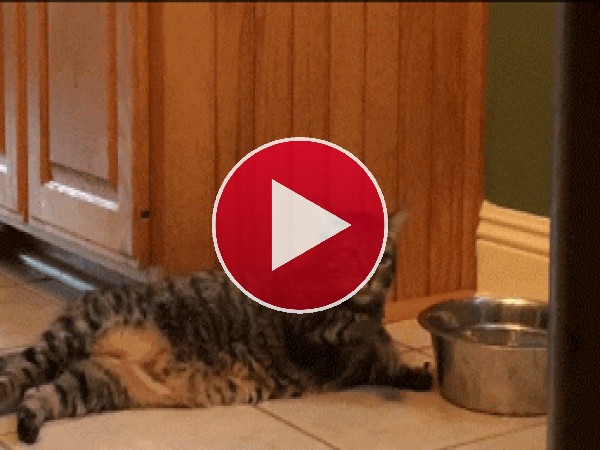 GIF: A este gato le gusta comer tumbado