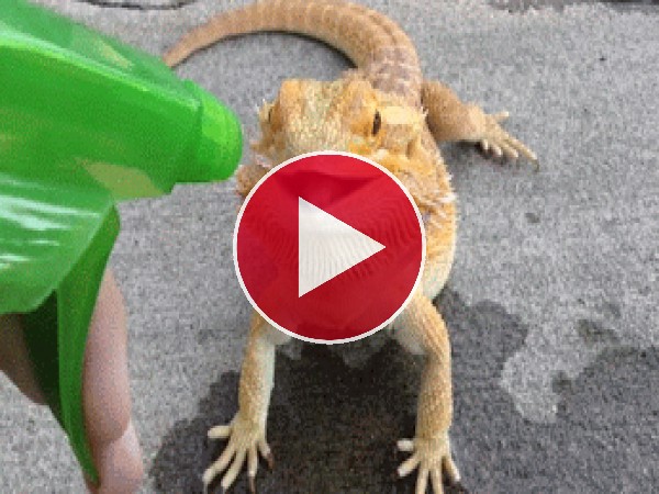 GIF: A este gecko le gusta el agua