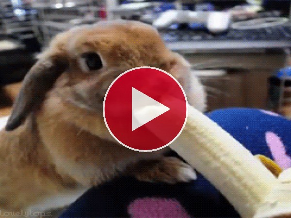 GIF: A este conejo le gusta comer plátano