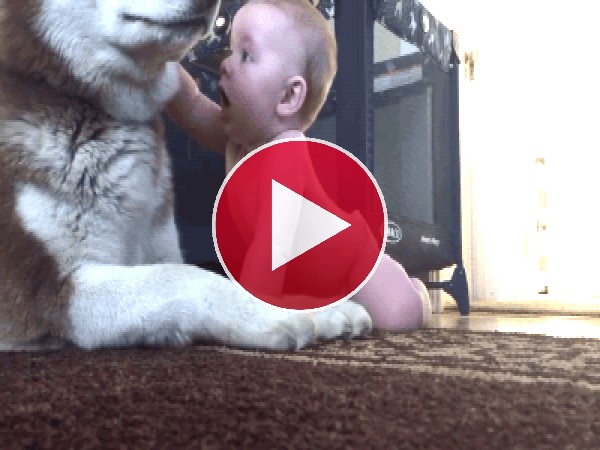 GIF: Perro jugando con el bebé