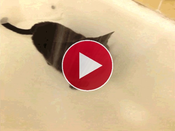 GIF: Mira a este gato cómo bebe agua