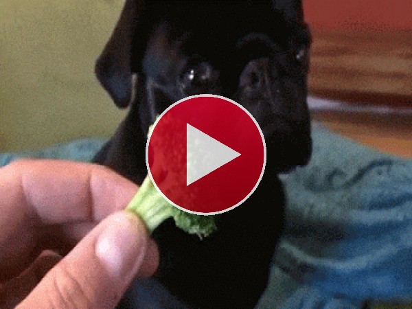 GIF: A este perro le gusta el brócoli