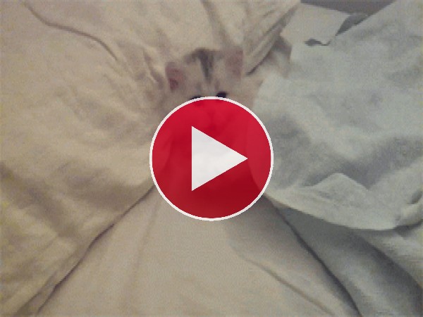 Un gatito bostezando sobre la cama