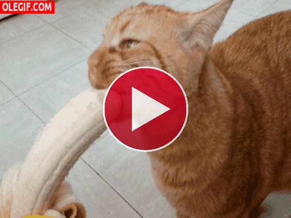 Mira a este gato comiendo un plátano