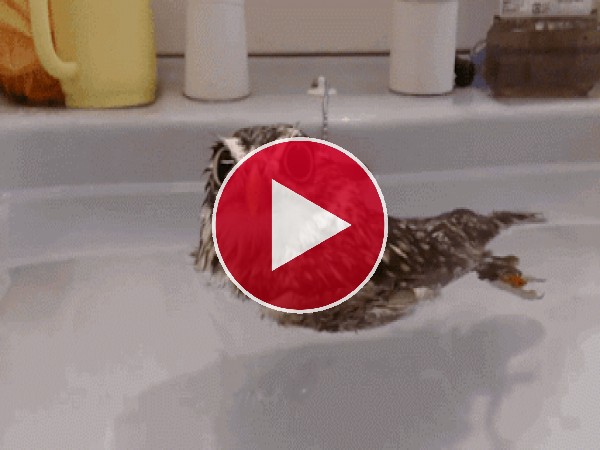 GIF: A este búho le gusta darse un baño