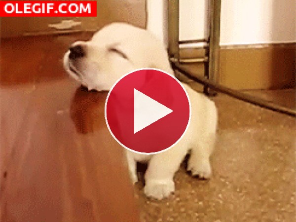GIF: Este cachorro se queda dormido