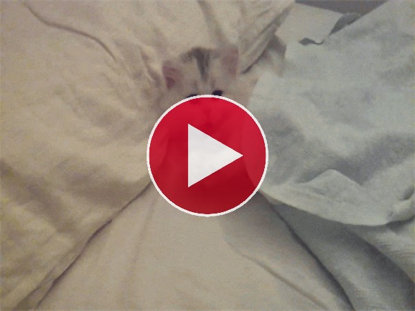 GIF: Este gato se ha metido en la cama
