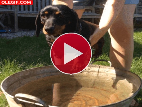 GIF: Este perro aprende a nadar
