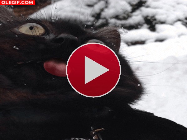 GIF: Tirando de la lengua al gato