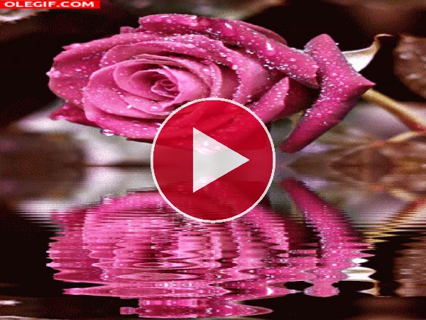 GIF: Rosa reflejada en el agua