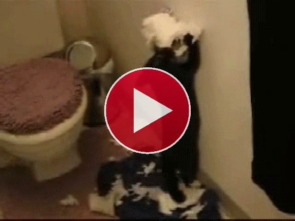 Este gato odia el papel higiénico