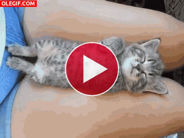 GIF: Este gatito se relame cuando duerme