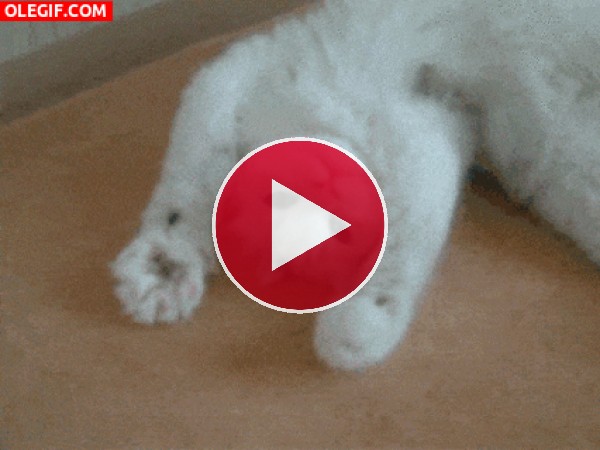 Un gato moviendo las patitas