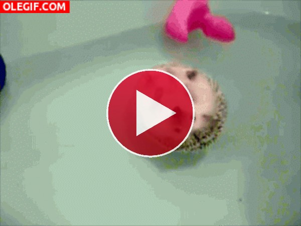 GIF: Mira a este erizo flotando en la bañera