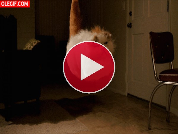 GIF: El gato volador