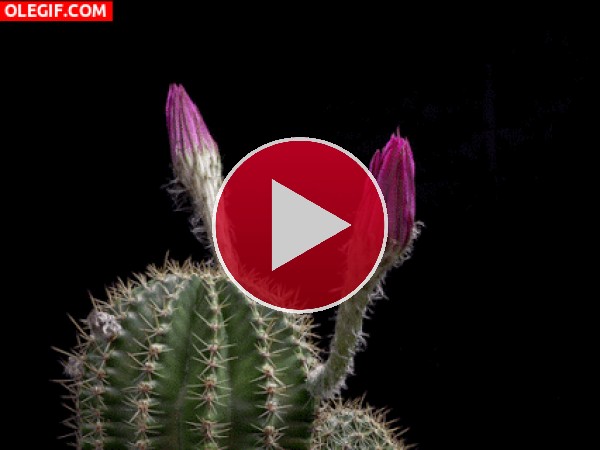 Flores de cactus abriendo sus pétalos