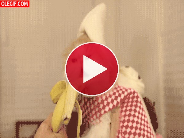 GIF: A este gato le gustan las bananas