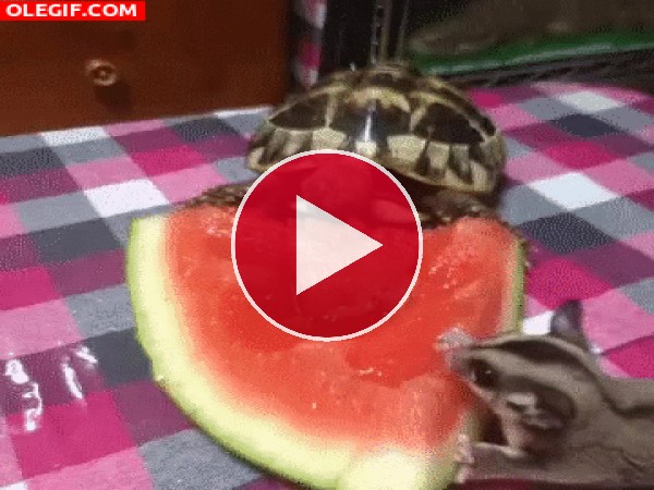 Un petauro del azúcar y una tortuga comiendo sandía