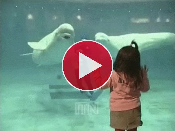GIF: Beluga lanzando un beso