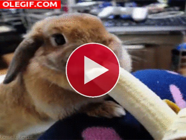 GIF: A este conejo le gusta el plátano