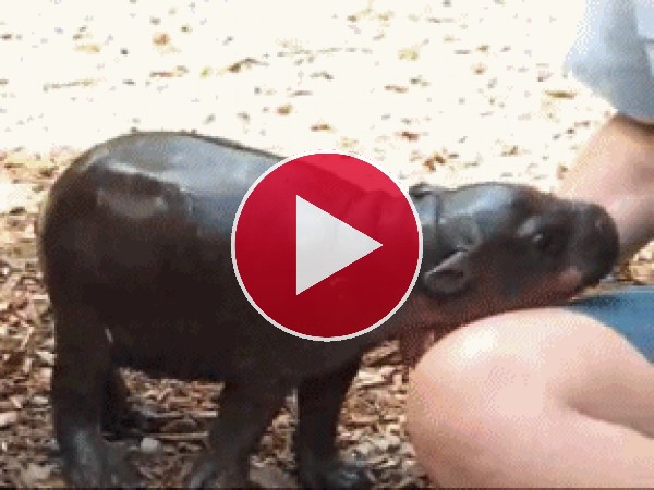GIF: Mira a este pequeño hipopótamo