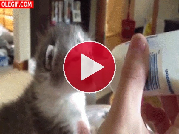 GIF: A este gatito le gusta el biberón