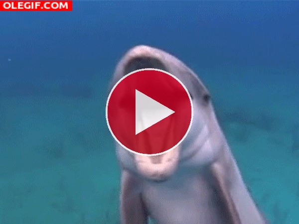 GIF: Un simpático delfín