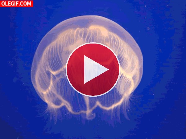 GIF: Medusa en movimiento