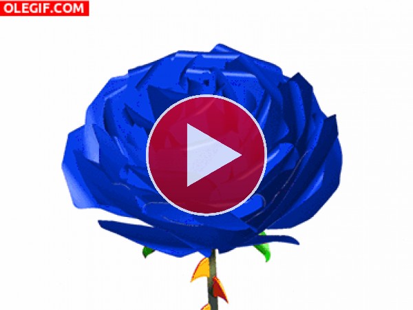 GIF: Rosa de color azul