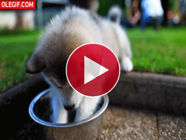 A este cachorro le gusta jugar con el agua