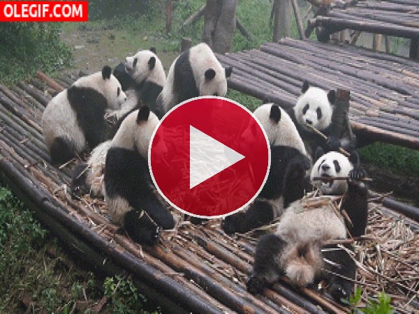 GIF: Estos pandas se están dando un festín