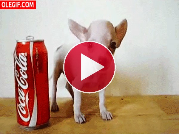 GIF: Este chihuahua es más pequeño que la lata de coca-cola