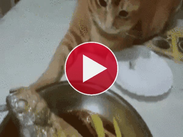 GIF: Este gato quiere pescado