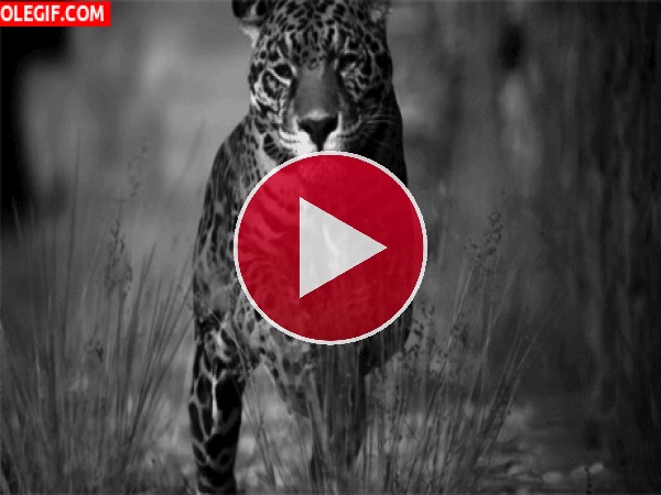Leopardo corriendo